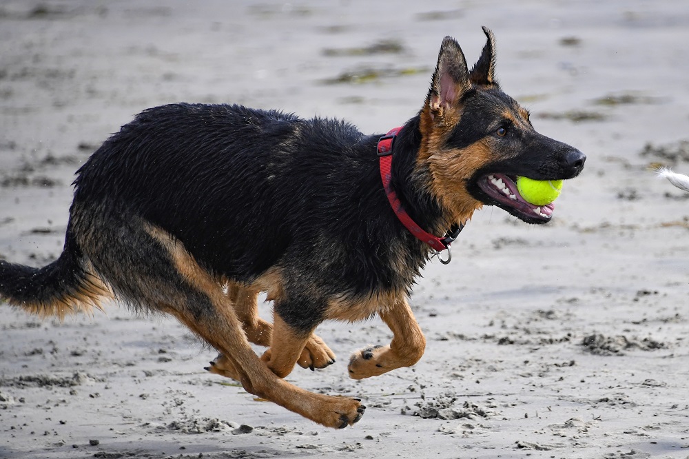 Sun Photo A00023 Dog running with tennis ball